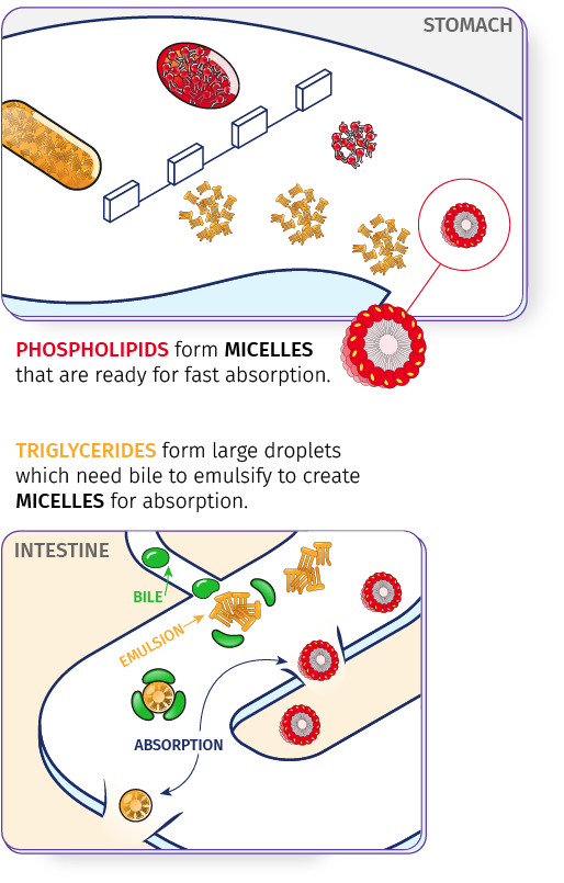 Asset 2Infographic