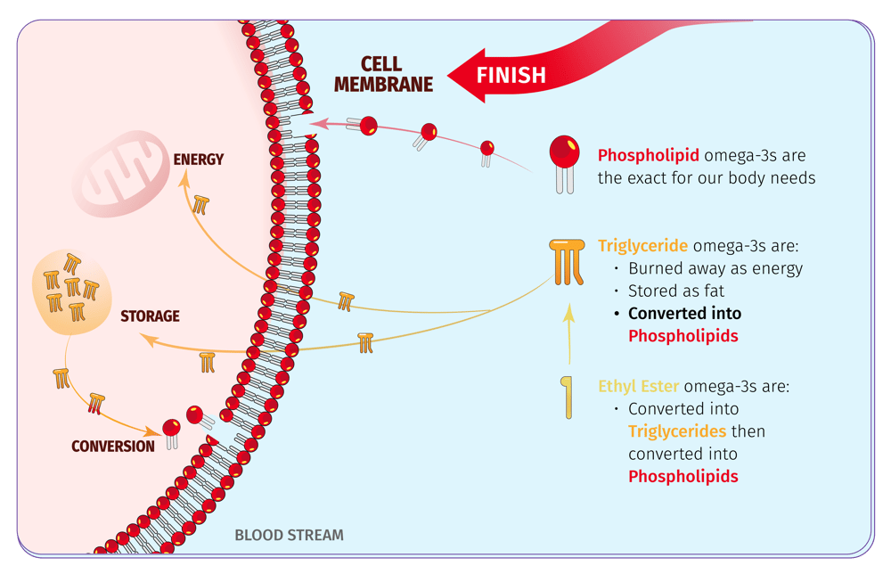 Omega-3-conversion-13