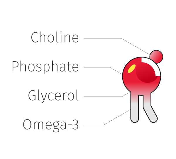 Phospholipid---contents-1